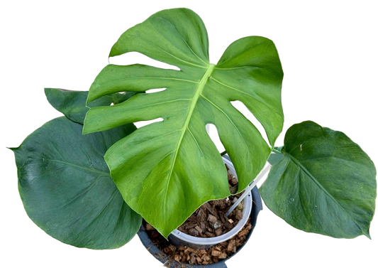 Monstera Deliciosa “NOID” - Actual Plant