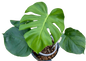Monstera Deliciosa “NOID” - Actual Plant