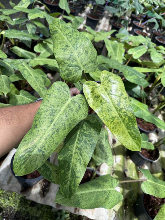 Philodendron Whipple Way Mint Variegated Set of 5 Plants