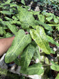 Philodendron Whipple Way Mint Variegated Set of 5 Plants