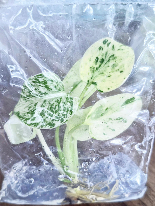 Monstera Deliciosa “Devil”– Tissue Culture Wholesale ( Coming Soon)