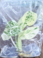 Monstera Deliciosa “Devil”– Tissue Culture Wholesale ( Coming Soon)