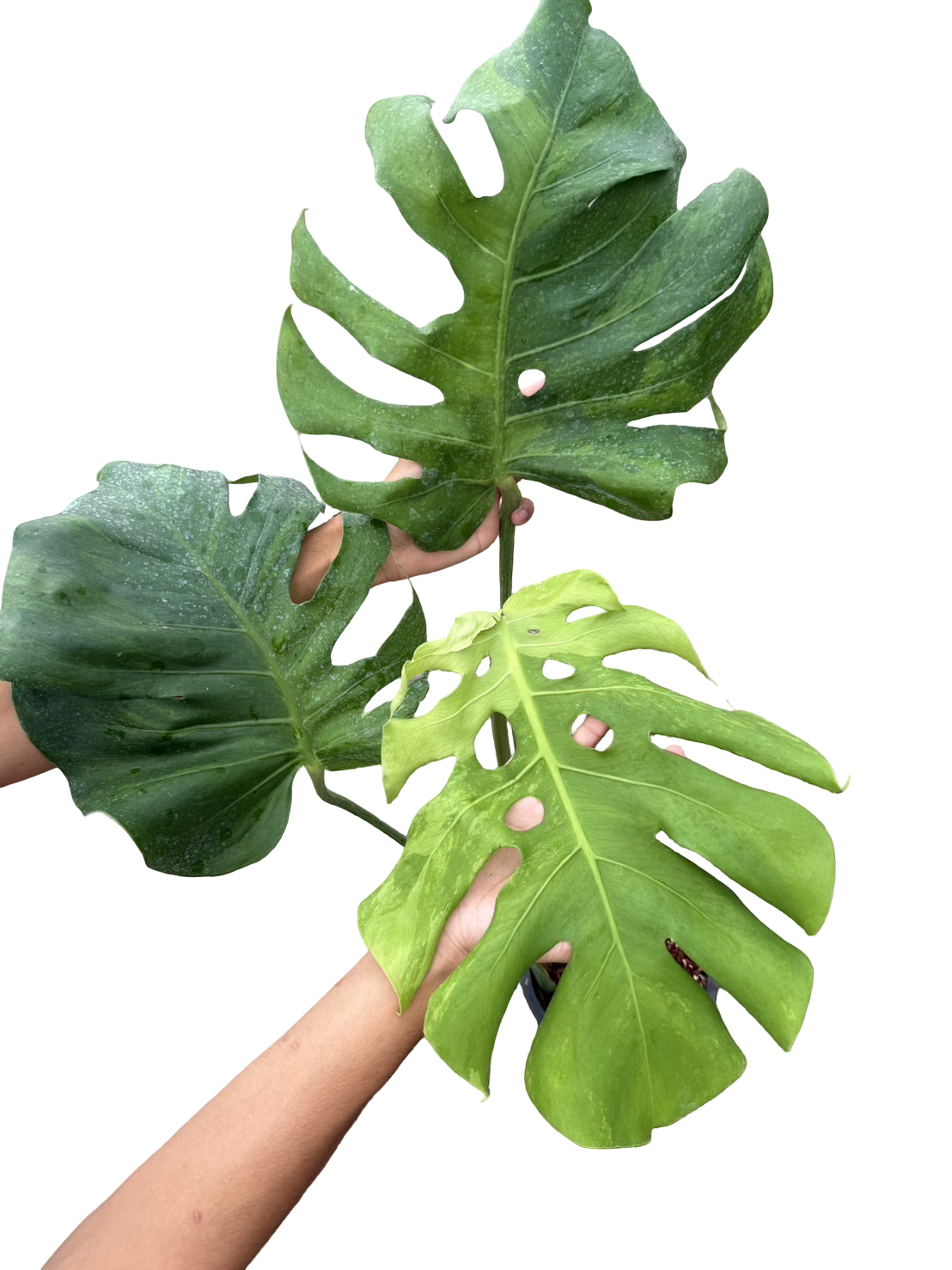 Monstera Deliciosa NOID Variegated –(Actual Plant)