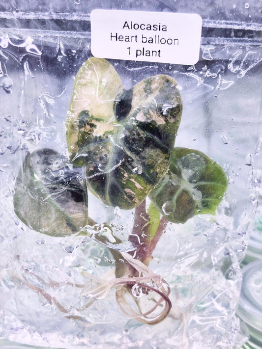 Alocasia Heart Balloon Pink Variegated – Tissue Culture Wholesale