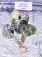Alocasia Heart Balloon Pink Variegated – Tissue Culture Wholesale