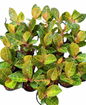 Aglaonema ‘Kresna’ | Set of 10 Plants