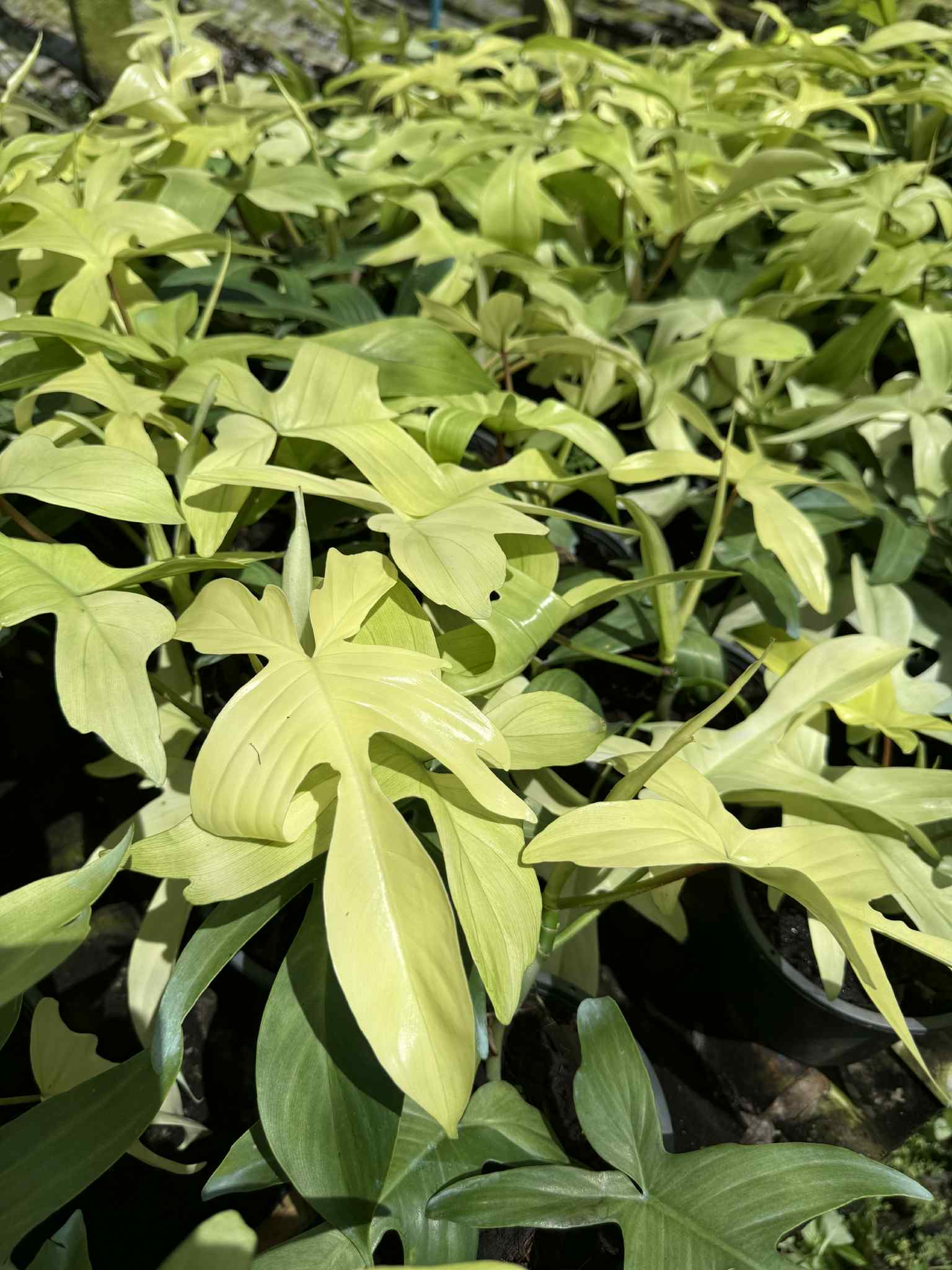 Philodendron “Florida Ghost” Variegated – Wholesale Set of 10 Plants 