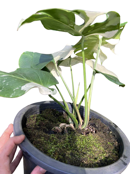 Monstera Deliciosa “Albo” Variegated — Actual Plant (2 in 1 pot)