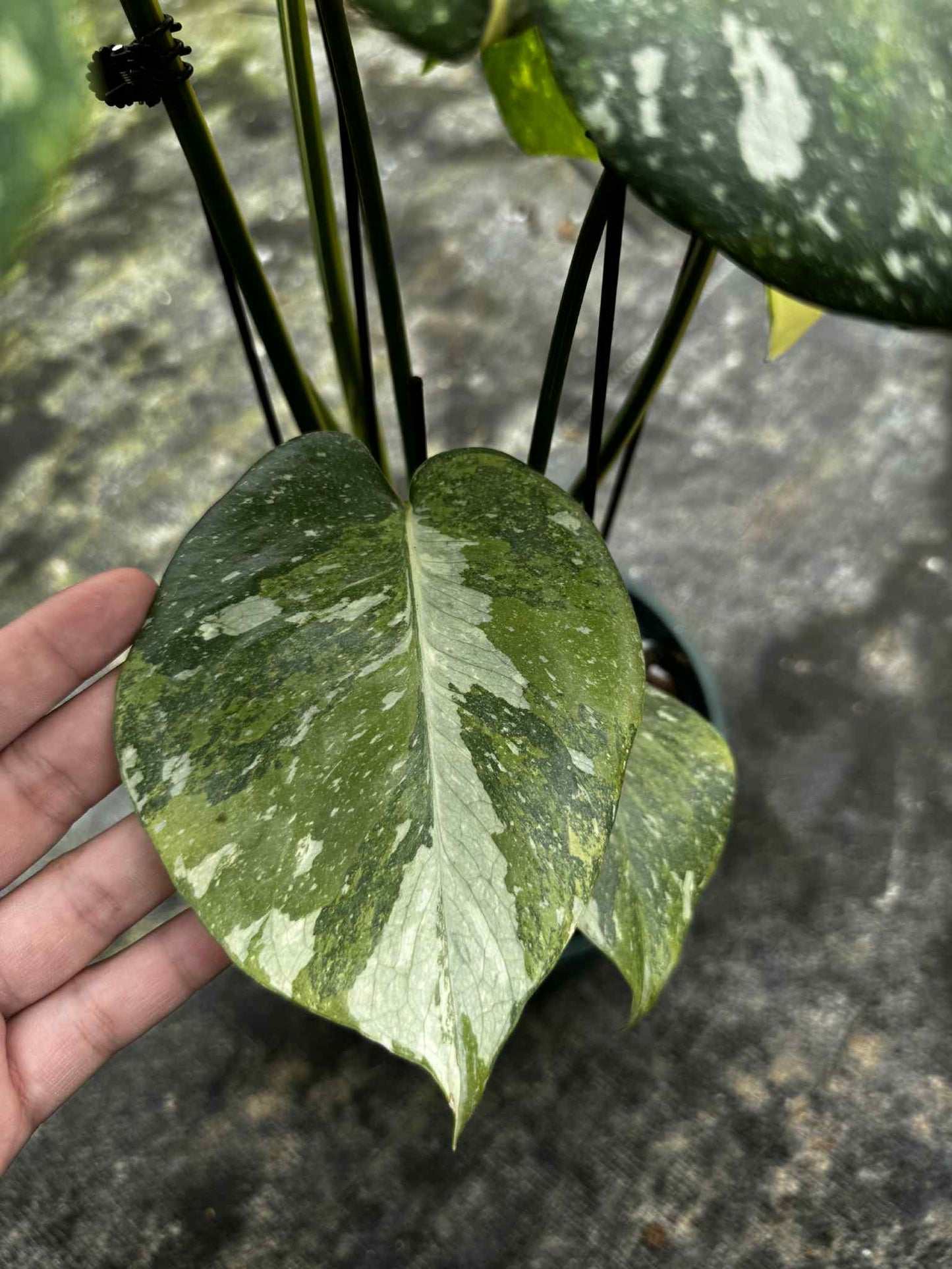 Monstera deliciosa ‘Yoda’ – Rare Variegated (Actual Plant)