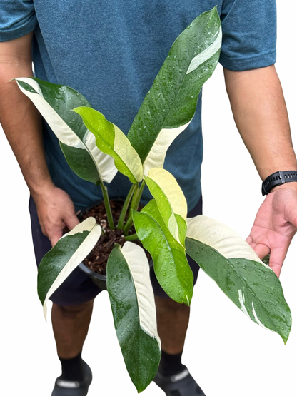 Epipremnum Giganteum Albo Variegated Set of 3 Plants
