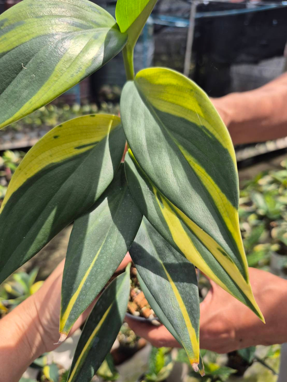 Scindapsus Rupestris Variegated (Set of 5)