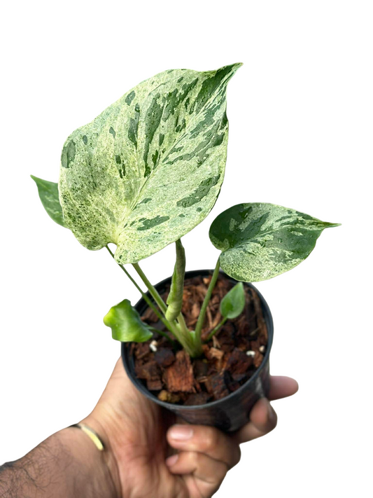 Monstera deliciosa ‘Bulbasaur’ Variegated – Set of 5 Plants
