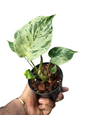 Monstera deliciosa ‘Bulbasaur’ Variegated – Set of 5 Plants