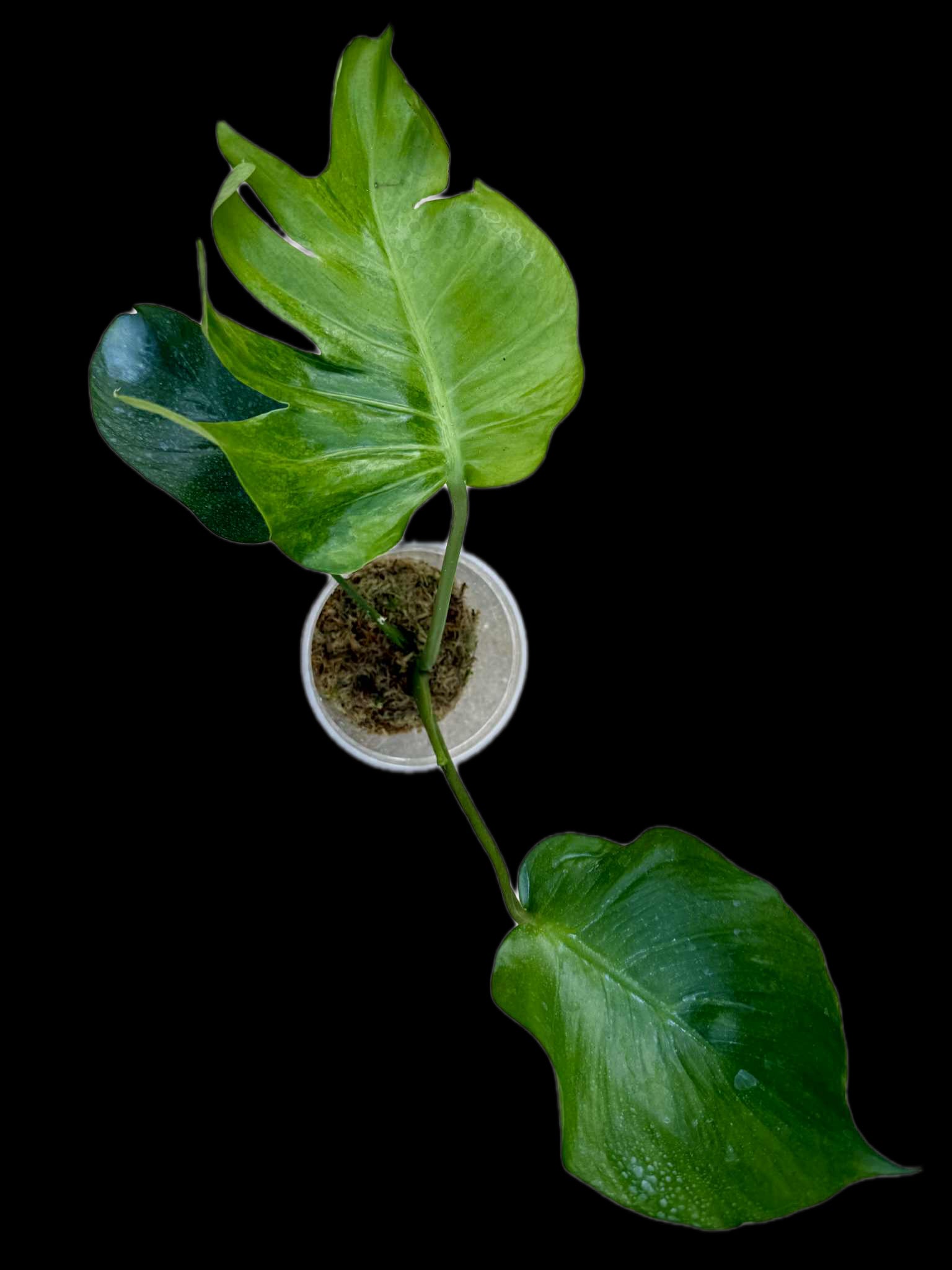 Monstera Deliciosa NOID- Actual Plant