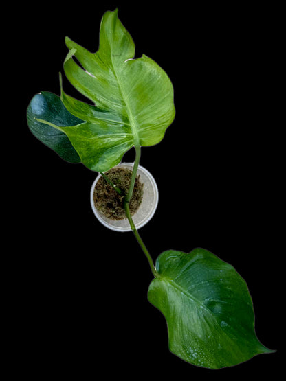 Monstera Deliciosa NOID- Actual Plant