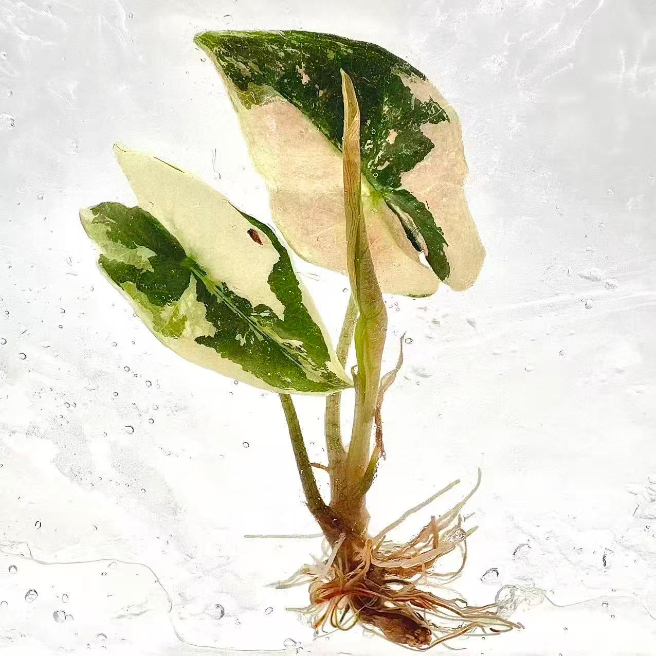 Alocasia Nobilis Pink Variegated (K Version) – Tissue Culture Plantlets (Set of 10)