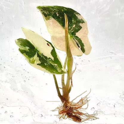 Alocasia Nobilis Pink Variegated (K Version) – Tissue Culture Plantlets (Set of 10)