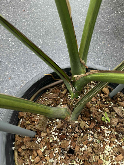 Monstera Deliciosa “Golden Mint” Variegated – Mature Big Size (Rare Actual Plant)