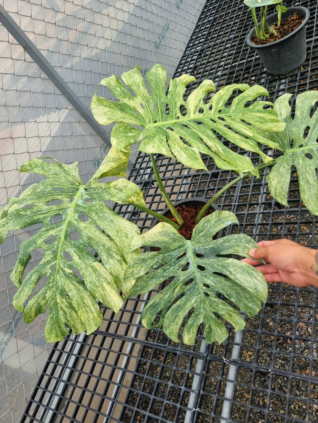 Monstera Deliciosa “Green Snow” –  (Actual Plant)