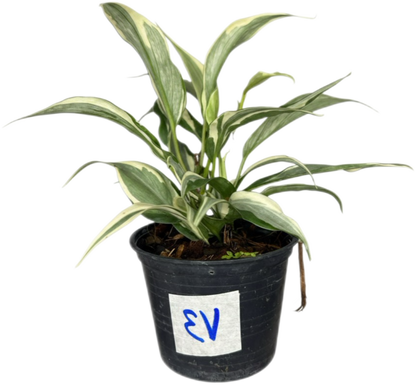 Philodendron Hederaceum “Rio” Variegated – Set of 10 Plants