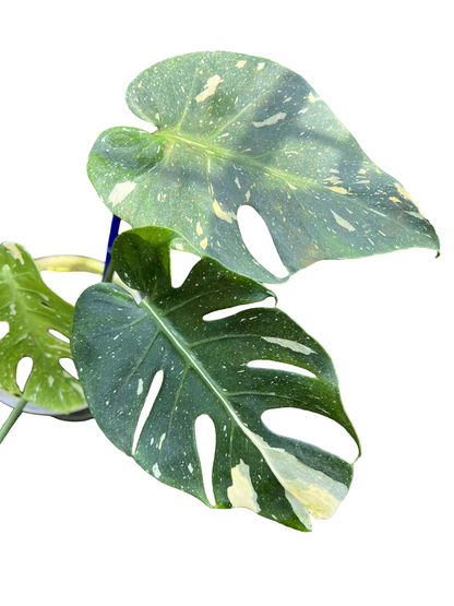 Monstera Deliciosa “Long Face” — Actual Plant