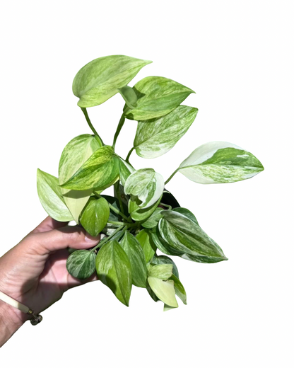 Scindapsus hederaceus ‘Blue Aurea’ Variegated — Set of 10 Plants