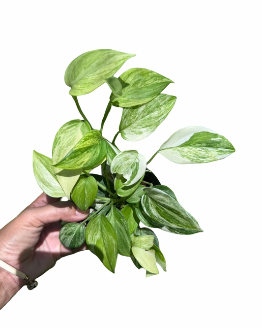 Scindapsus hederaceus ‘Blue Aurea’ Variegated — Set of 10 Plants