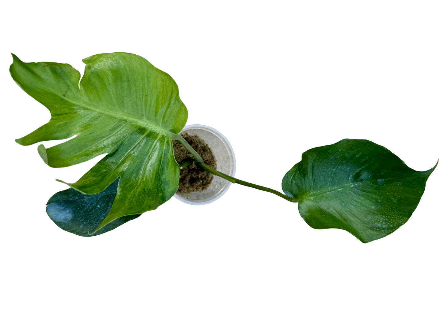 Monstera Deliciosa NOID- Actual Plant