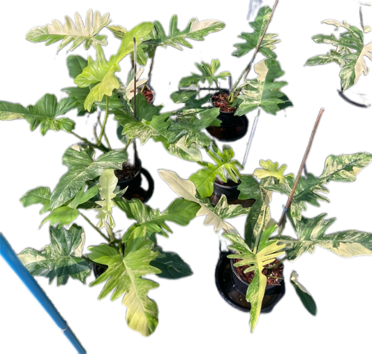 Philodendron Florida Beauty x Mayoi Variegated Set of 10 Plants