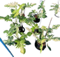 Philodendron Florida Beauty x Mayoi Variegated Set of 10 Plants