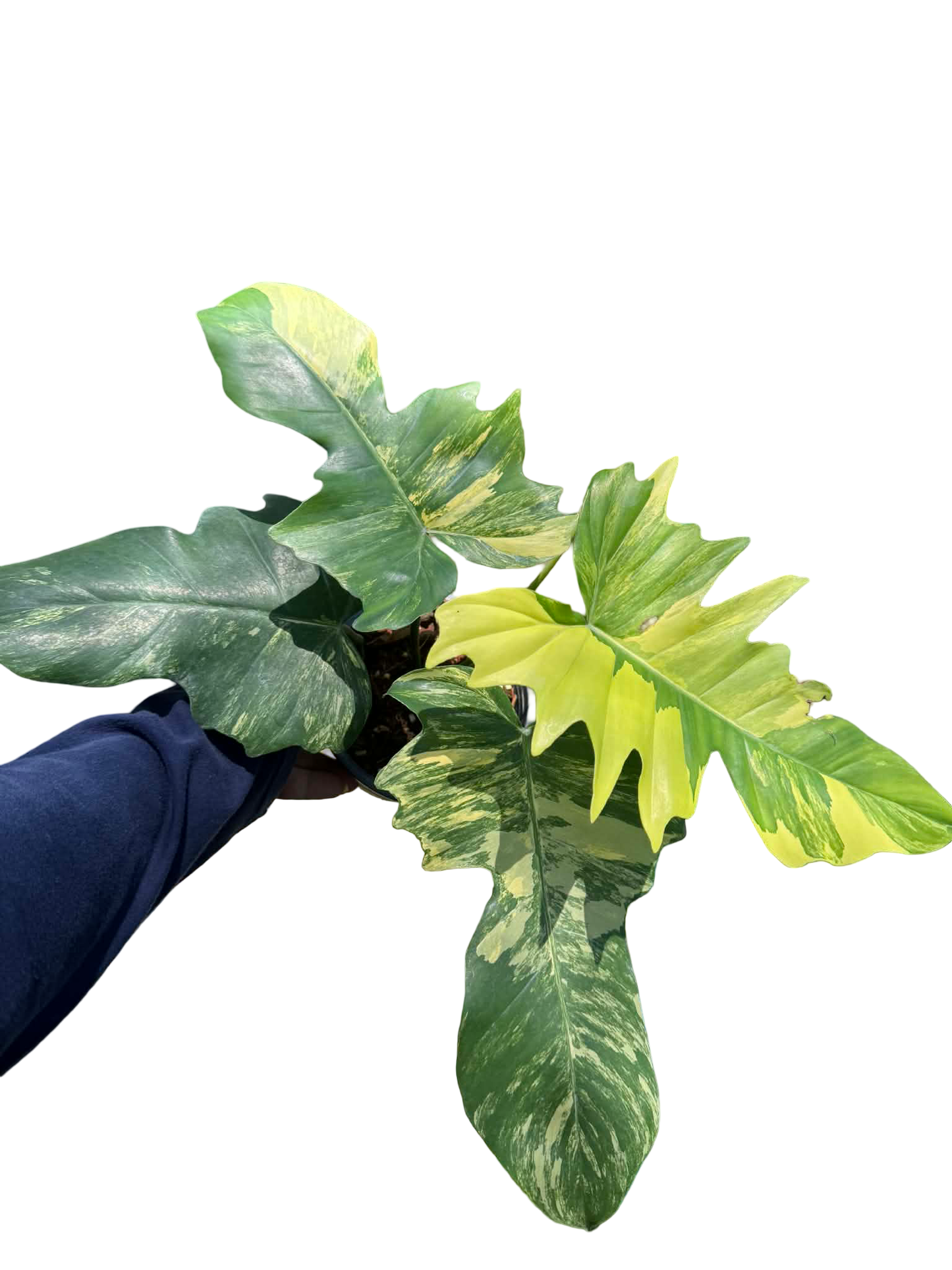 Philodendron Florida Beauty x Mayoi Variegated Set of 10 Plants