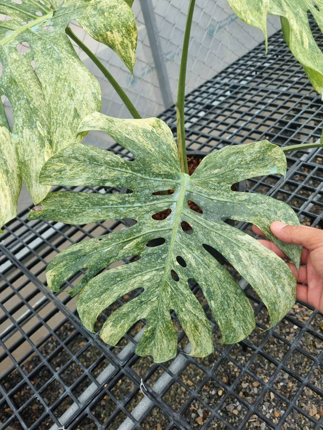 Monstera Deliciosa “Green Snow” –  (Actual Plant)