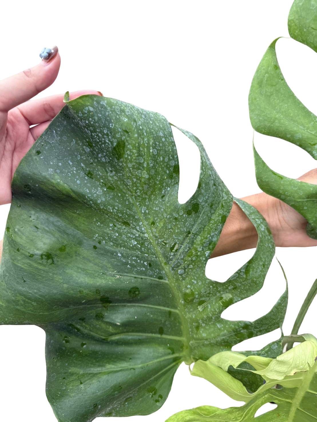 Monstera Deliciosa NOID Variegated –(Actual Plant)