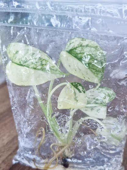 Monstera Deliciosa “White Monster”, a rare and highly sought-after variety featuring striking white variegation across its lush green leaves. This plant is a true collector’s dream and one of the most desired Monstera cultivars worldwide.

✨ Key Features:
	•	Unique white variegation patterns, making each plant one-of-a-kind
	•	Strong roots and stable growth produced through tissue culture
	•	Guaranteed pest-free, disease-free, and uniform quality
	•	Perfect for wholesale buyers, plant shops, and internation