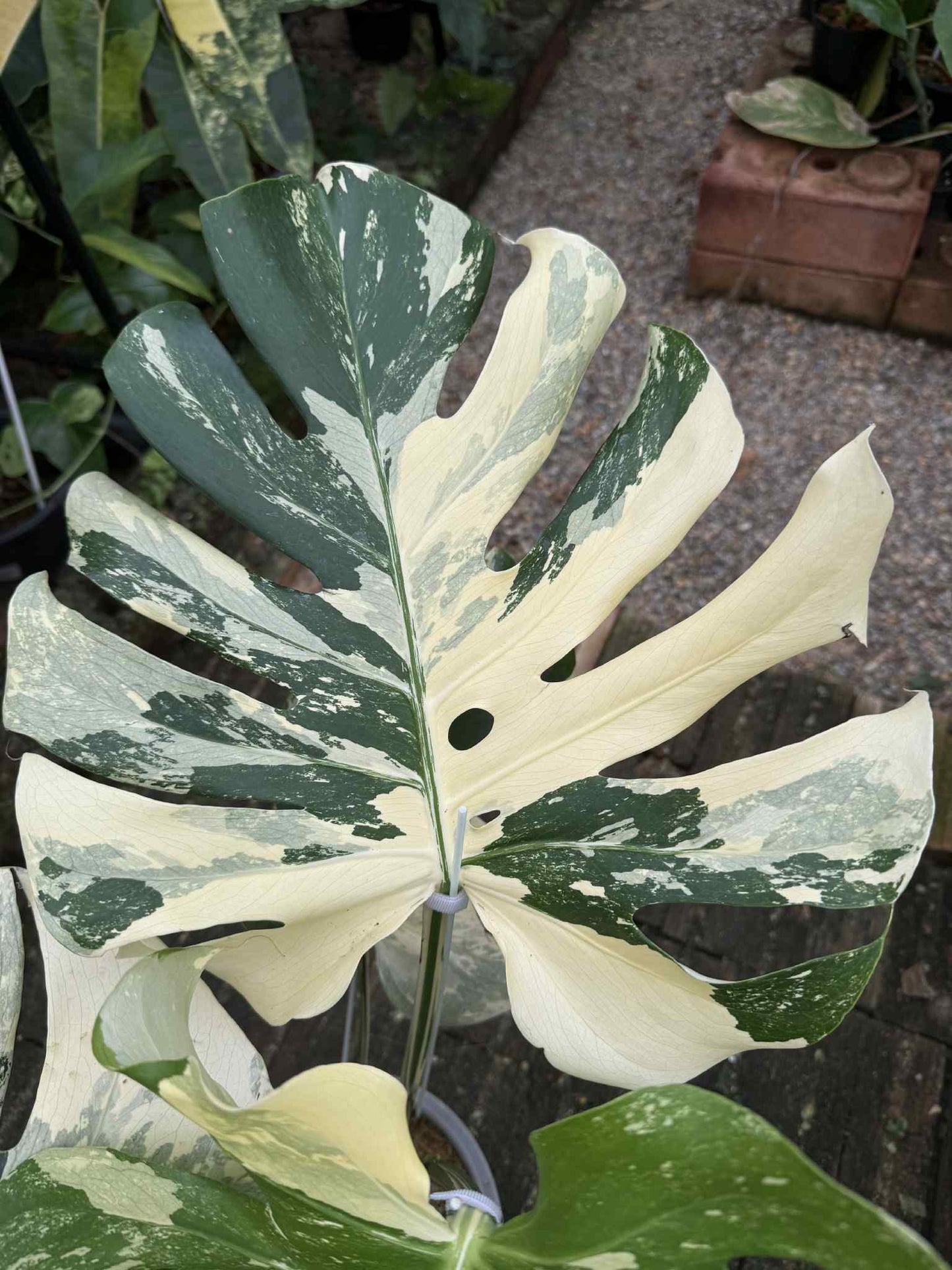Monstera Deliciosa “Yakuza” Variegation – (Actual Plant)