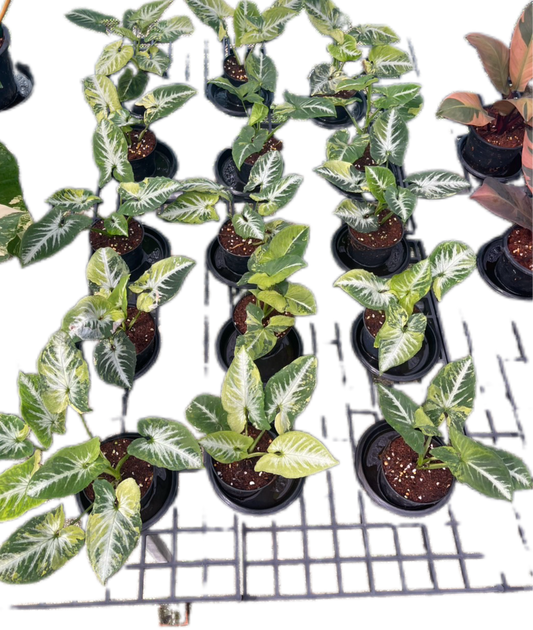 Syngonium “Scrambled Eggs” Set of 10 Plants