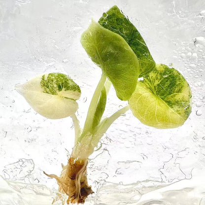 Alocasia Melo Aurea Variegated – Plant Tissue Culture (Wholesale) Set of 5 Plants