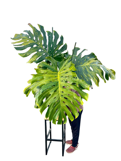 Monstera Deliciosa “Pumpkin” – (Actual Plant) Big Size