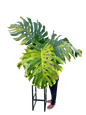 Monstera Deliciosa “Pumpkin” – (Actual Plant) Big Size
