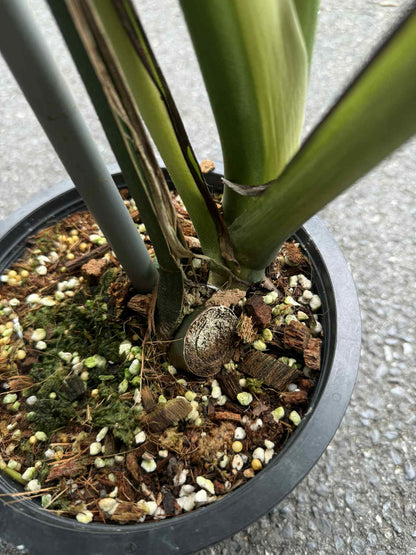 Monstera Deliciosa “Green On Lime” Variegated –(Actual Plant)