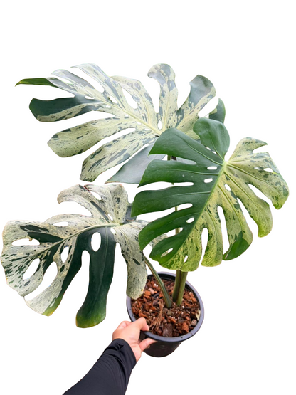 Monstera Deliciosa “Vietciosa”