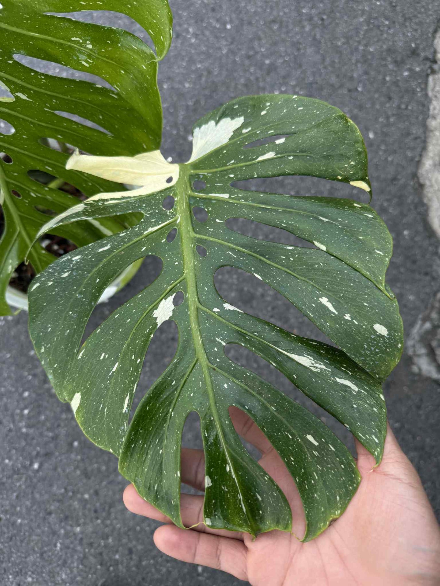 Monstera deliciosa ‘Fish Bone’ Variegated – Big Size (Actual Plant)