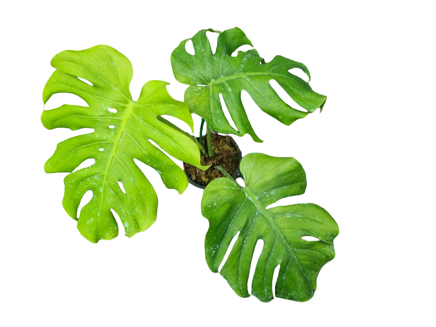 Monstera Deliciosa “NOID” - Actual Plant