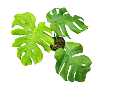Monstera Deliciosa “NOID” - Actual Plant
