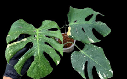 Monstera deliciosa ‘Star Lord’ – Rare Actual Plant