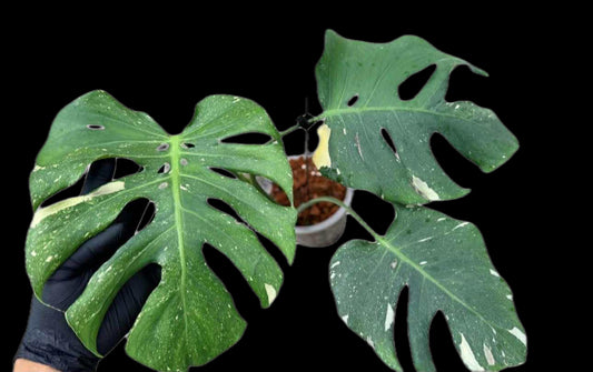 Monstera deliciosa ‘Star Lord’ – Rare Actual Plant