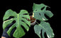 Monstera deliciosa ‘Star Lord’ – Rare Actual Plant