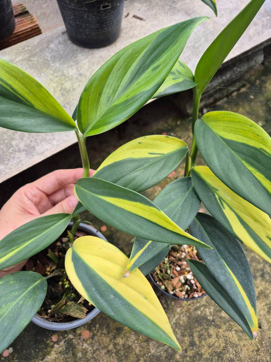 Scindapsus Rupestris Variegated (Set of 5)