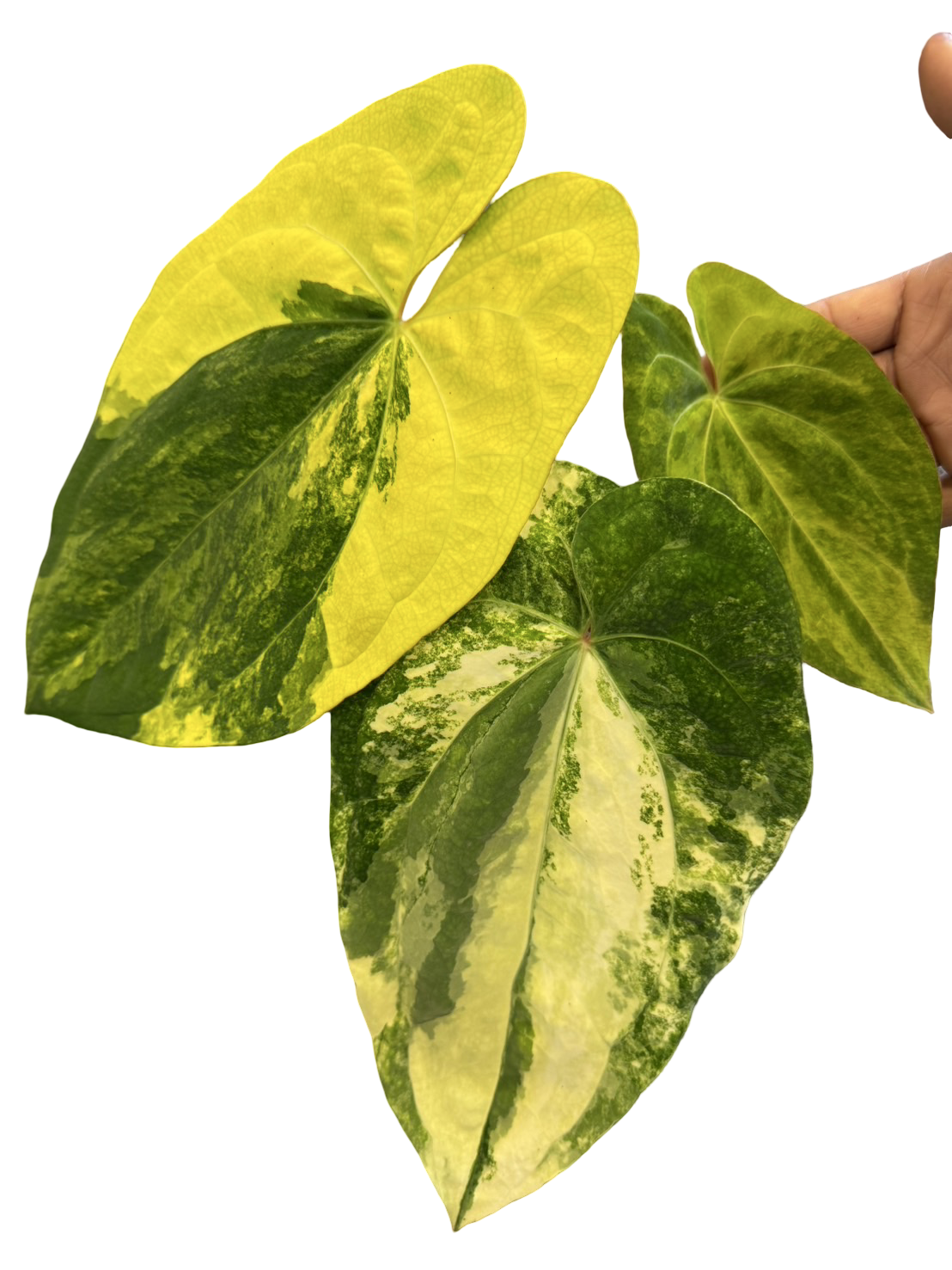 Anthurium papillilaminum Variegated