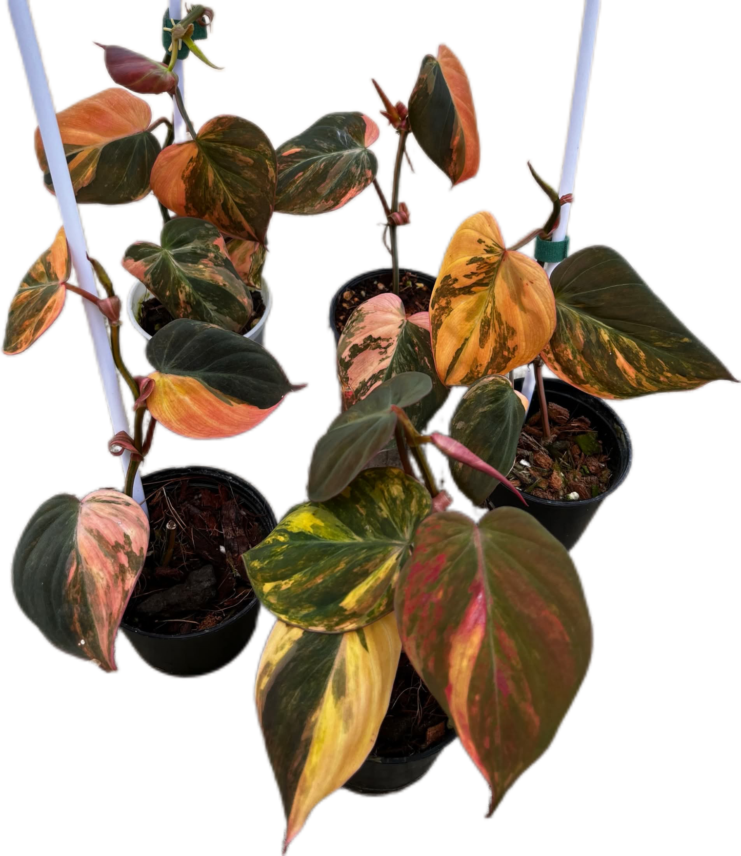 Philodendron Micans Pink Variegated 
